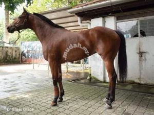 Kuda Terbaik Untuk Dijual di Kuala Lumpur, Shah Alam, Malaysia